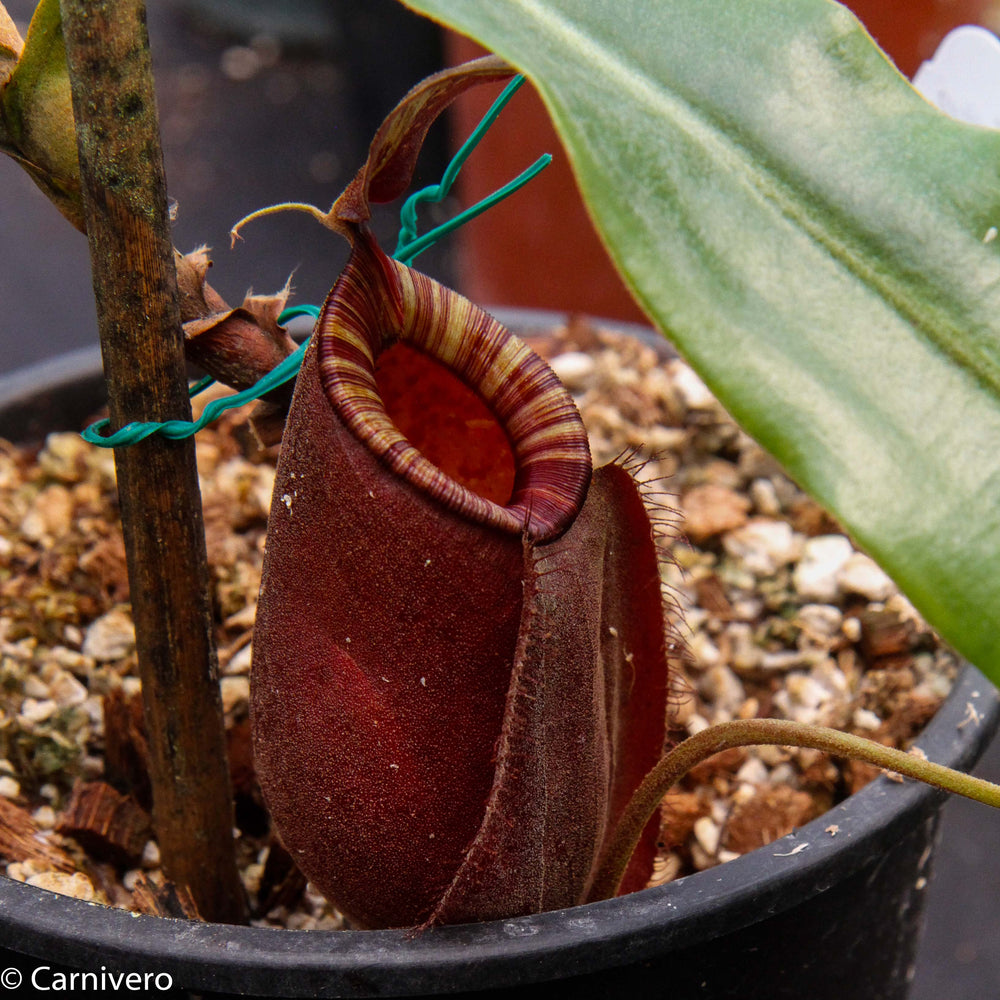 
                      
                        Nepenthes rafflesiana x ampullaria 'Black Miracle', CAR-0121 Wholesale
                      
                    