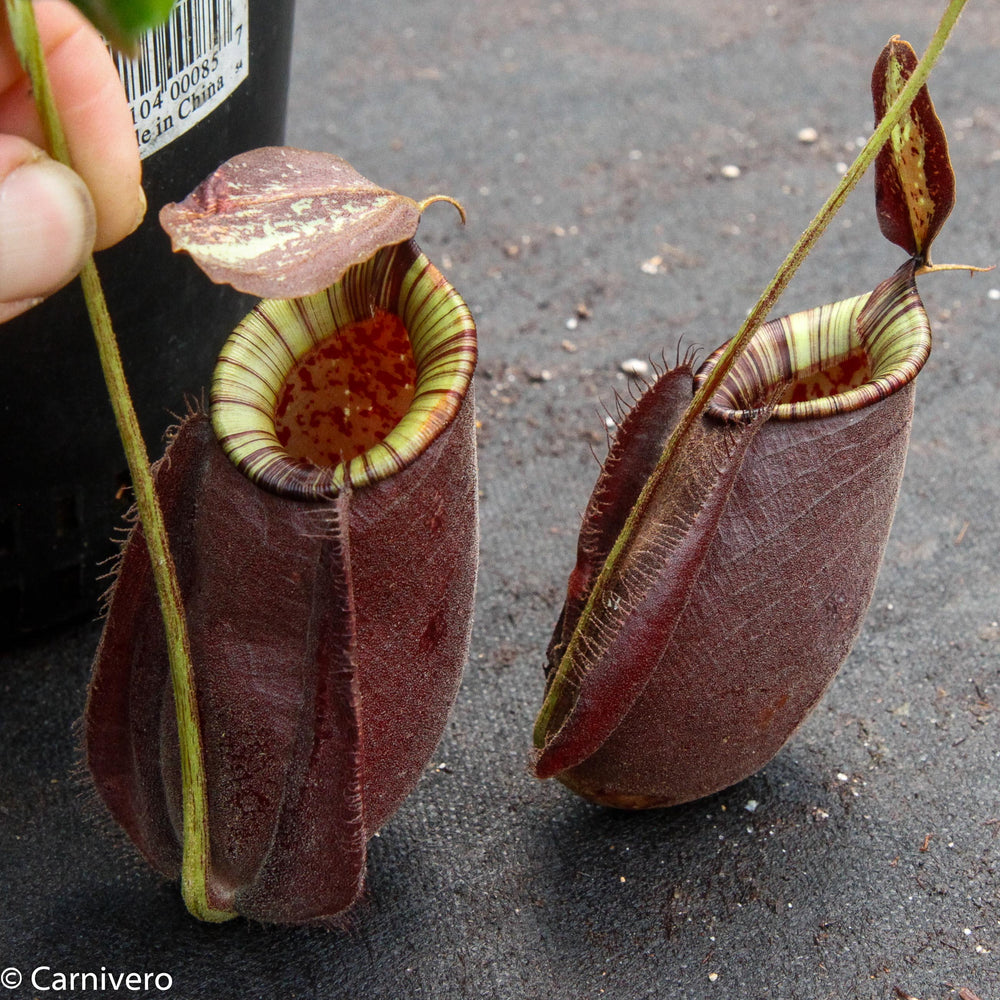 Nepenthes rafflesiana x ampullaria 'Black Miracle', CAR-0121 Wholesale