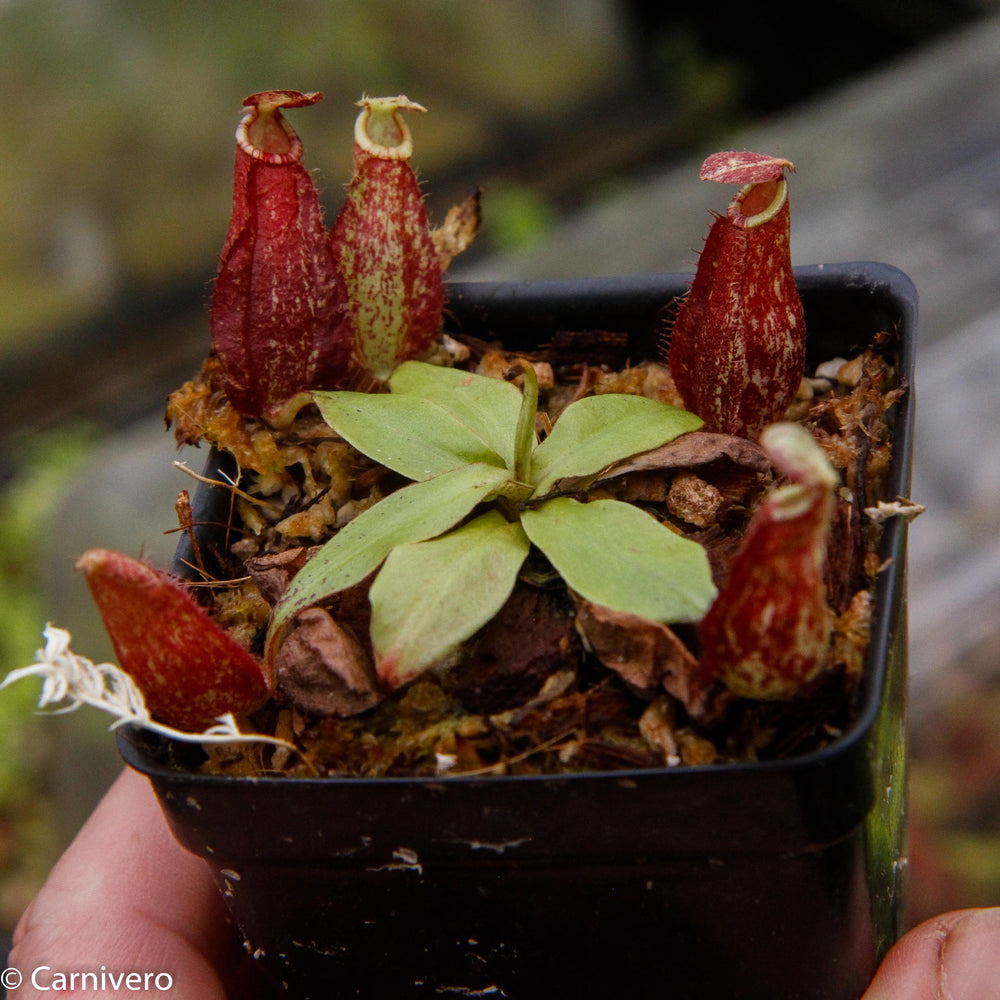 
                      
                        Nepenthes rafflesiana x ampullaria 'Black Miracle', CAR-0121 Wholesale
                      
                    