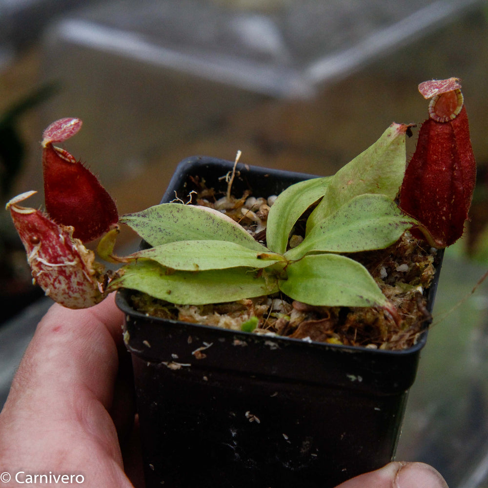 
                      
                        Nepenthes rafflesiana x ampullaria 'Black Miracle', CAR-0121 Wholesale
                      
                    