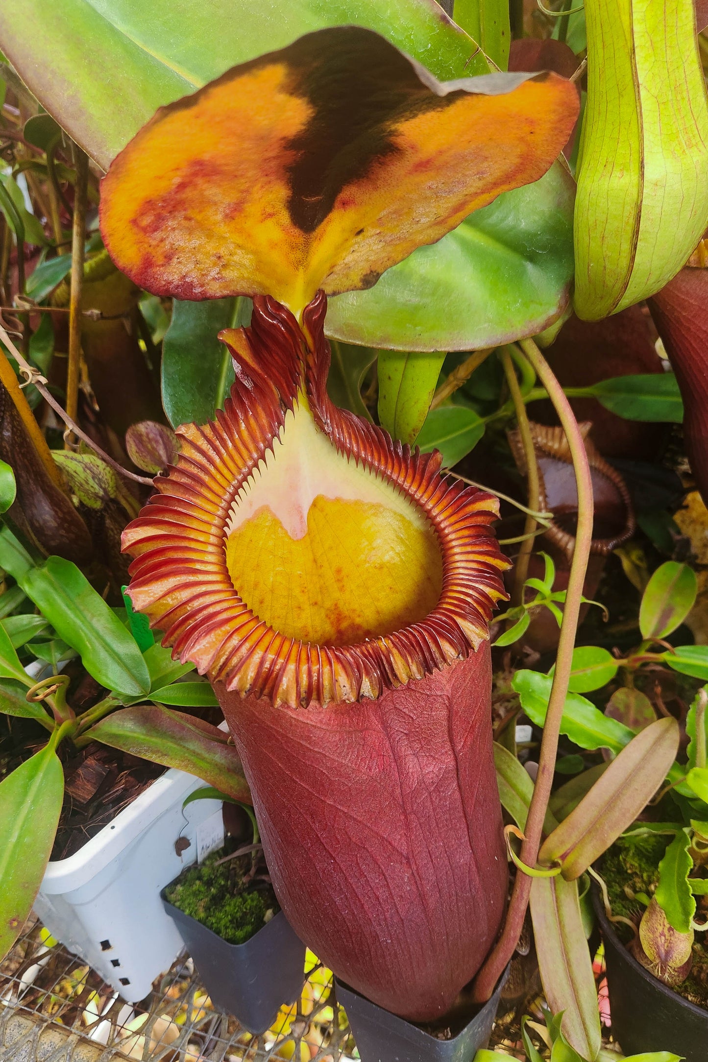 [A446] Nepenthes rajah x edwardsiana