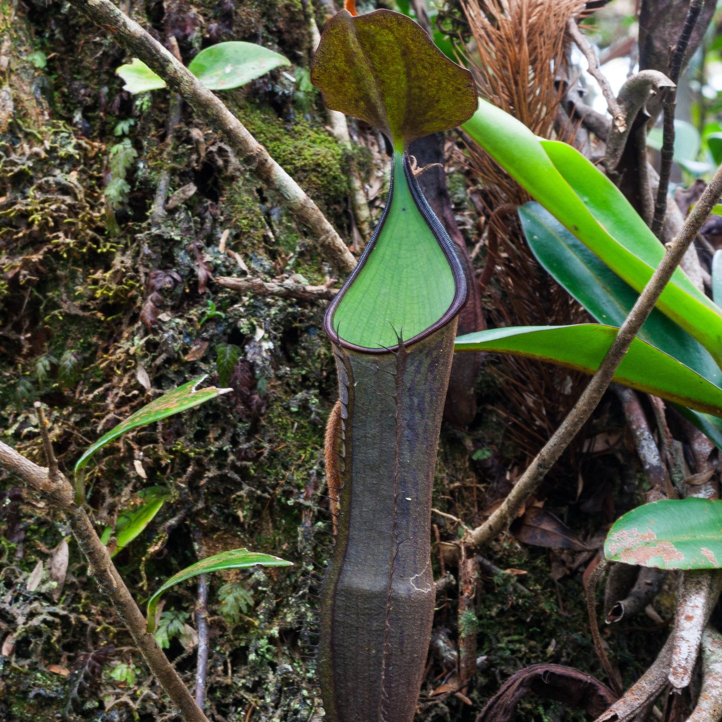 Nepenthes ramispina (C3), CAR-0501