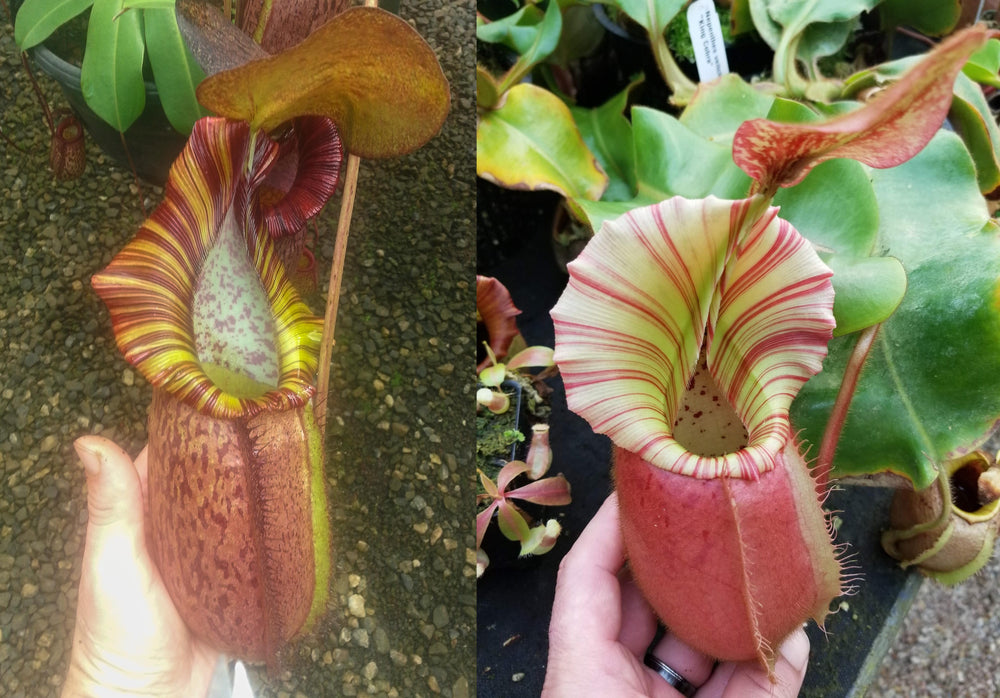 Nepenthes (spathulata x spectabilis) 