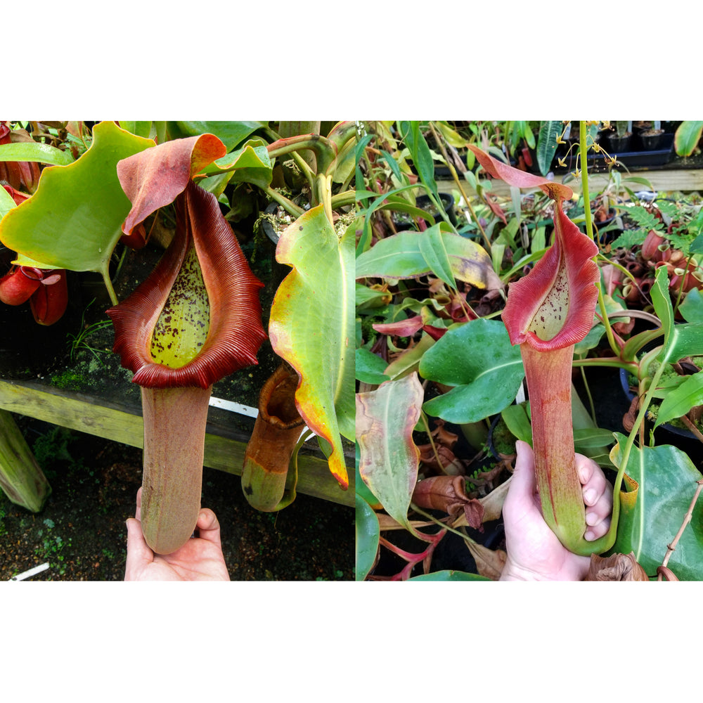 Nepenthes truncata [(d) 