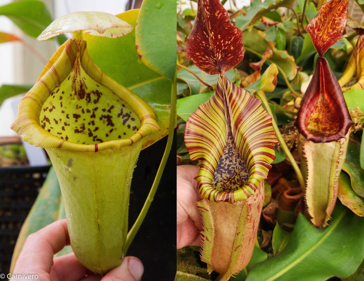 Nepenthes {[(lowii x veitchii) x campanulata] x truncata} x (maxima la ...