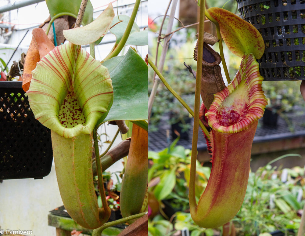 Nepenthes (truncata x veitchii)-yellow x Trusmadiensis- Seed Pod