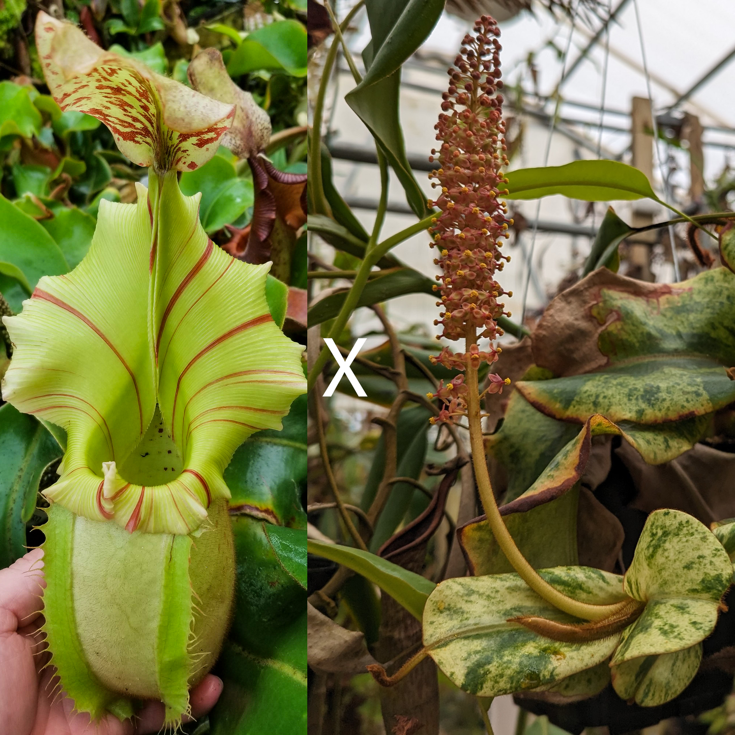 Nepenthes veitchii [Thai Bareo Giant x variegated (k)]-Seed Pod