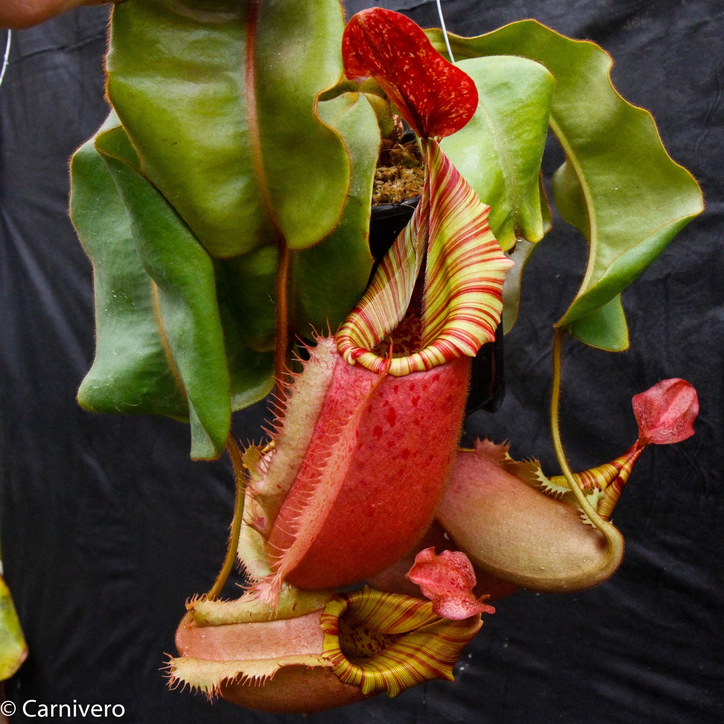  Nepenthes veitchii (k) “Big Mama” x “Pink Candy Cane” large squat striped peristome pitcher, Pitcher plant, carnivorous plant, collectors plant, large pitchers, rare nepenthes, terrarium plant, easy to grow nepenthes, beginner nepenthes, beginner pitcher plants, nepenthes hybrid, veitchii hybrid. 