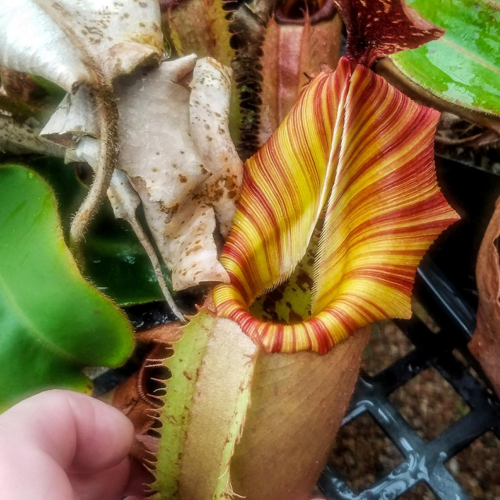 Nepenthes veitchii "Psychedelic"