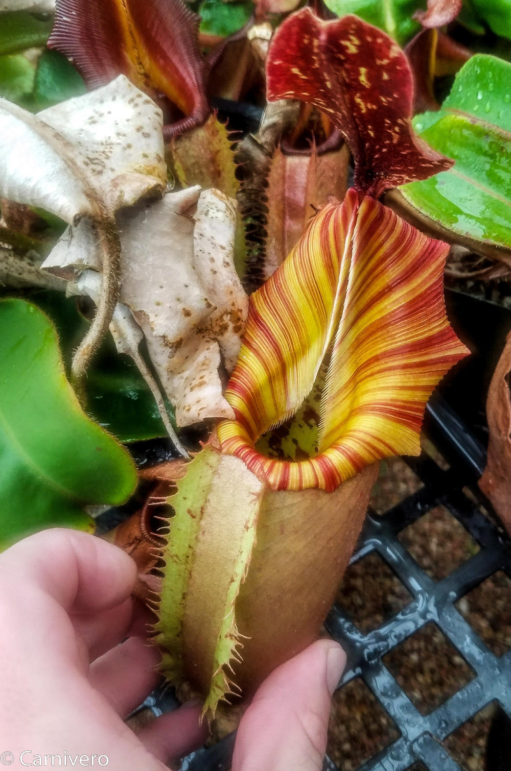 Nepenthes veitchii 