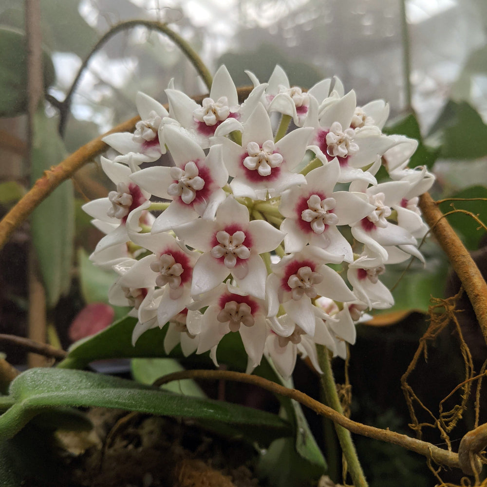 Hoya calycina ‘Stargazer’ - Exact Plant 01/26/24