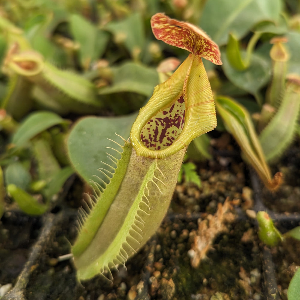 
                      
                        Nepenthes veitchii LL x (sumatrana x platychila), CAR-0251, pitcher plant, carnivorous plant, collectors plant, large pitchers, rare plants
                      
                    