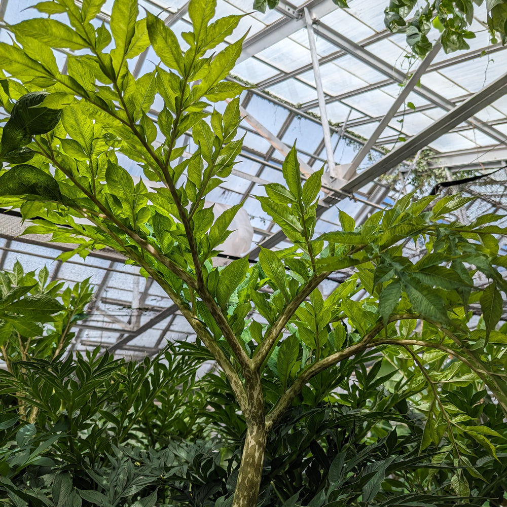 Amorphophallus konjac, Corpse Flower, Voodoo Lily