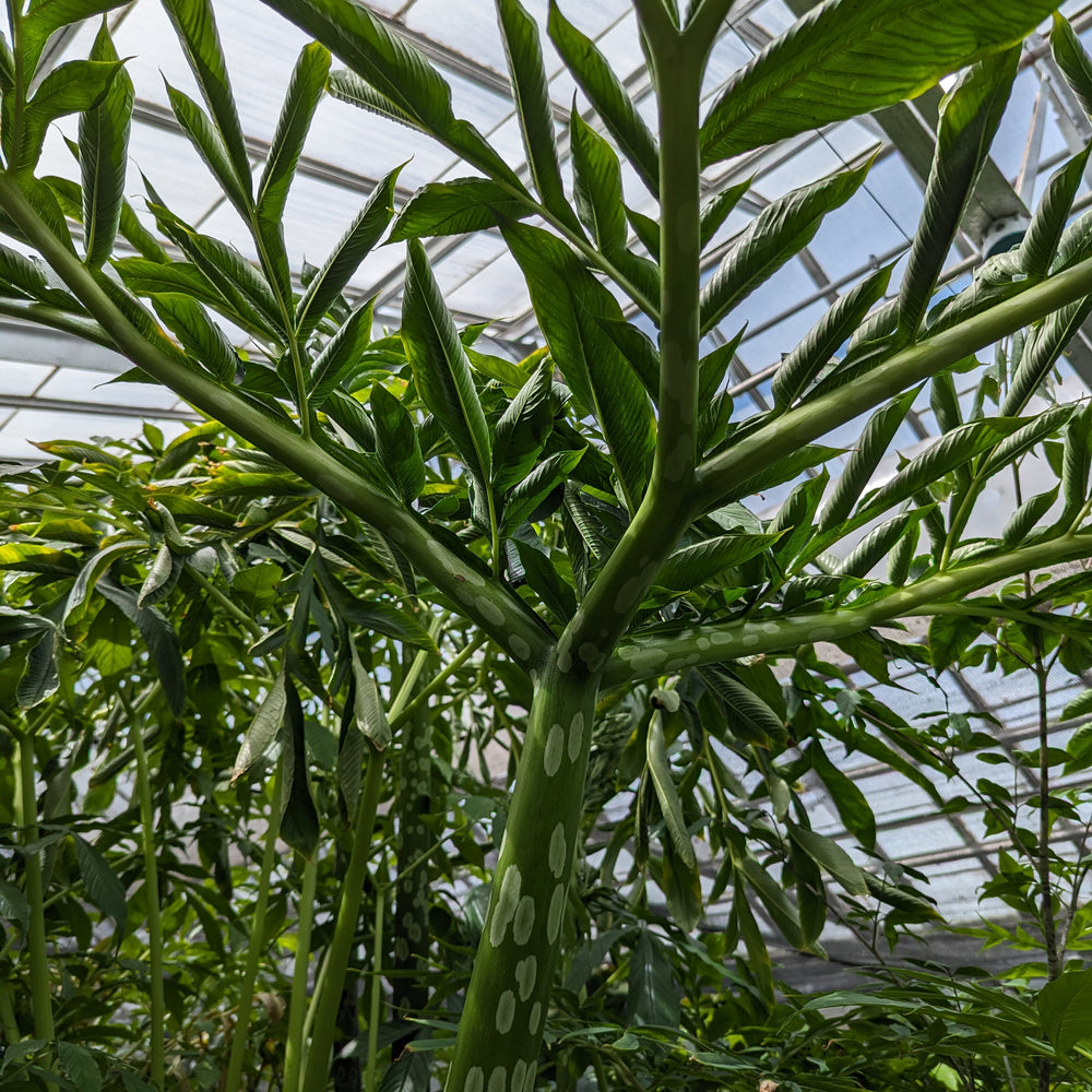 
                      
                        Amorphophallus prainii
                      
                    