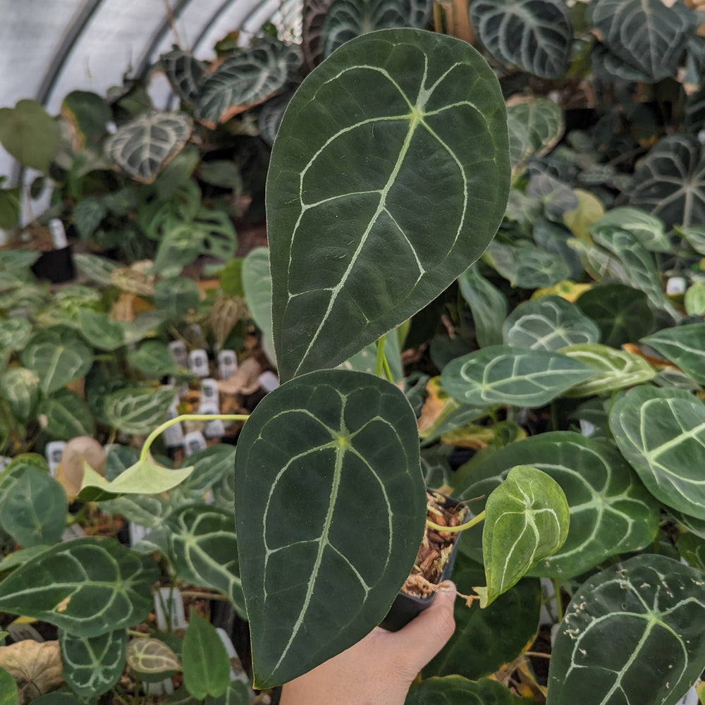 Anthurium forgetii (silver)