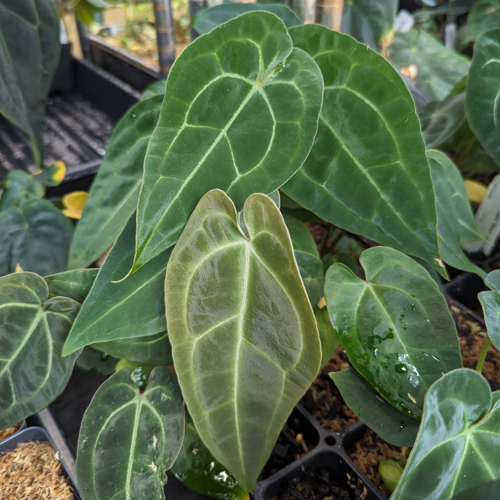 Anthurium forgetii Dark x sp. nov Darién (besseae aff.), CAR-0313