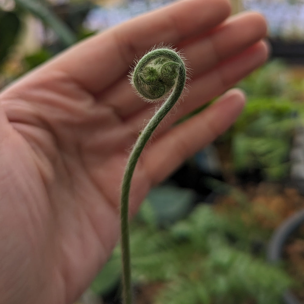 
                      
                        Cibotium barometz, Golden Chicken Fern, Woolly Fern
                      
                    