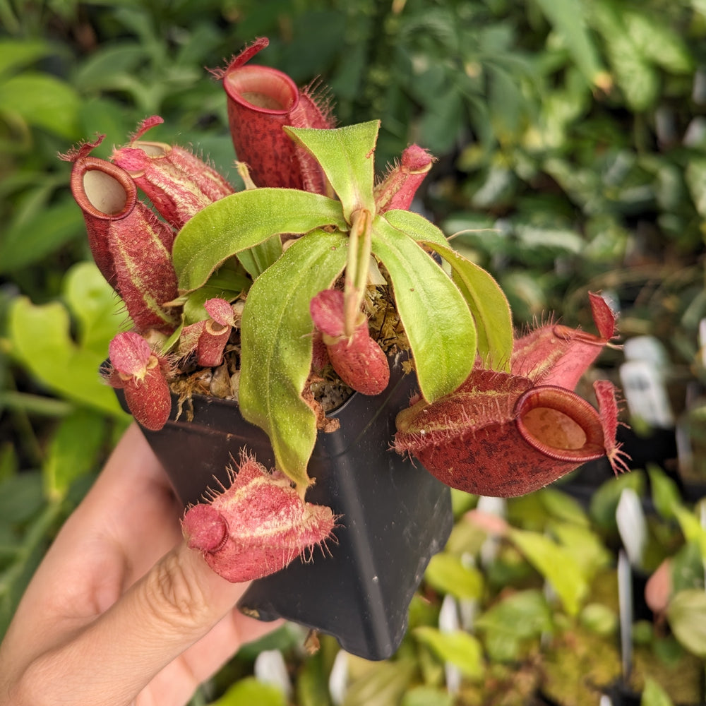 
                      
                        Nepenthes ampullaria [Tricolor x (William's Red x Harlequin)], CAR-0198
                      
                    