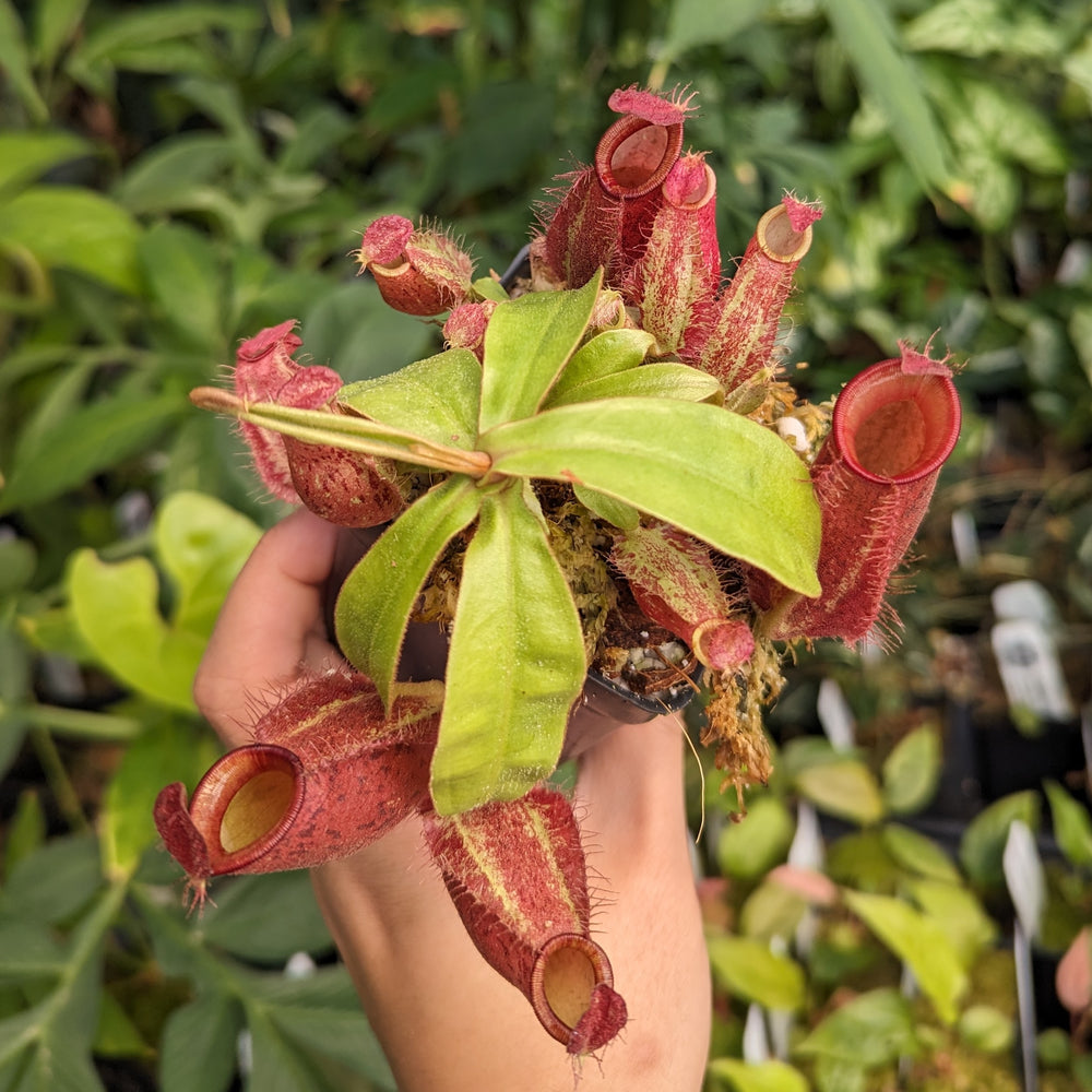 Nepenthes ampullaria [Tricolor x (William's Red x Harlequin)], CAR-0198