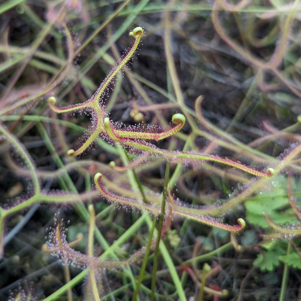 
                      
                        Drosera binata, Forked Sundew
                      
                    