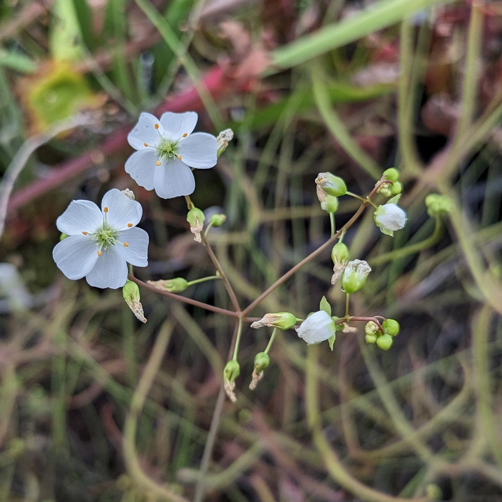 
                      
                        Drosera binata, Forked Sundew
                      
                    