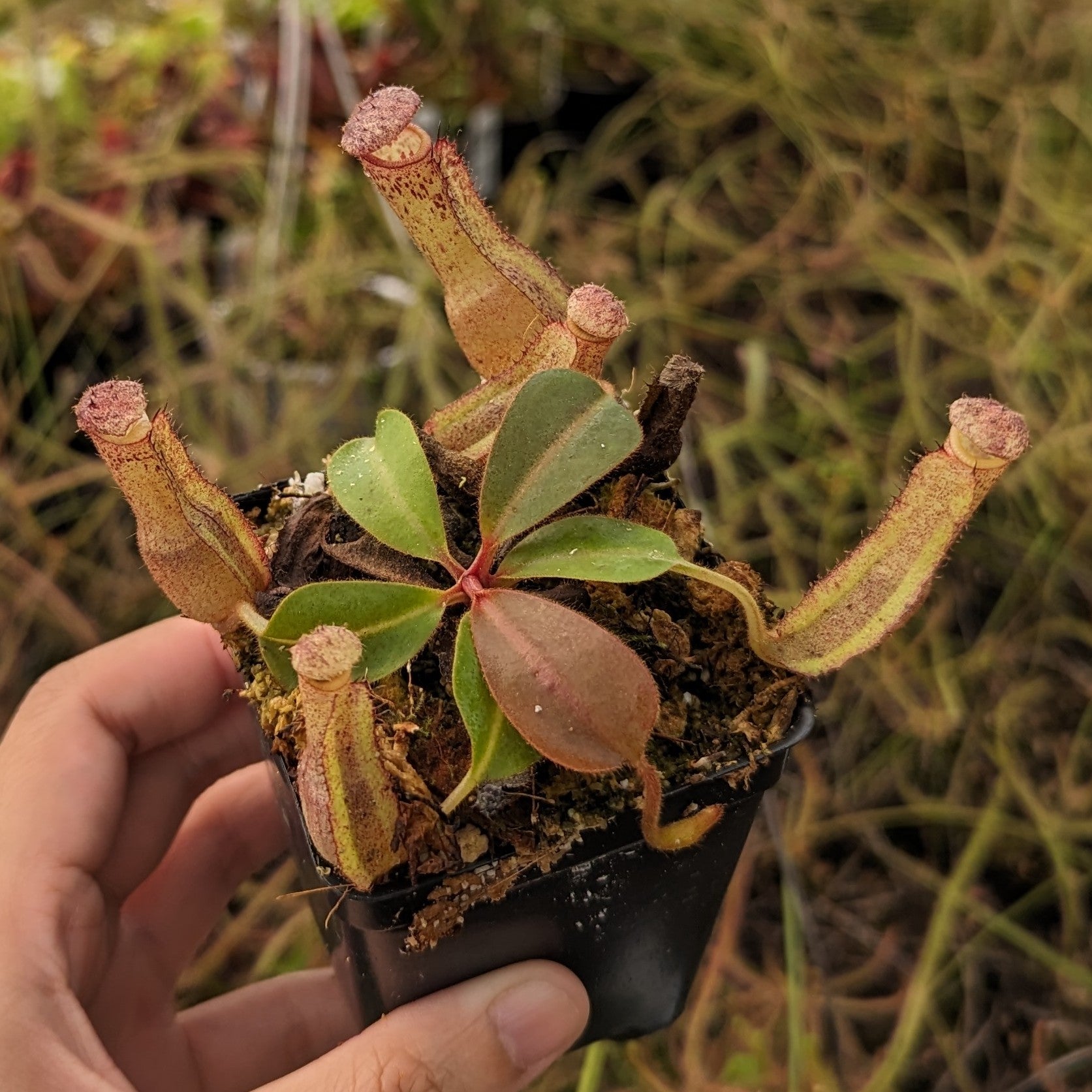 Nepenthes [(lowii x veitchii) x boschiana] -Red Ruffled x clipeata, CA –  Carnivero