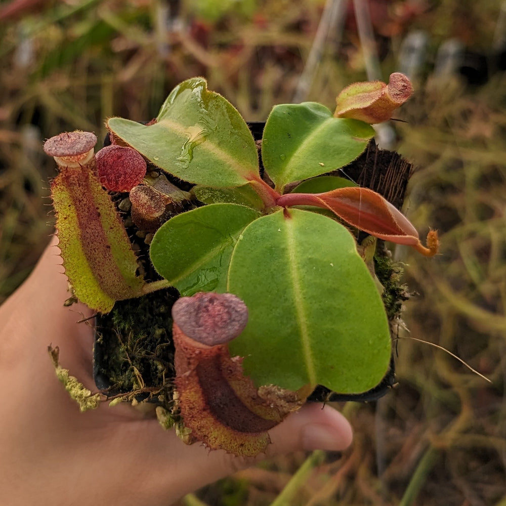 
                      
                        Nepenthes [(lowii x veitchii) x boschiana] -Red Ruffled x clipeata, CAR-0300
                      
                    