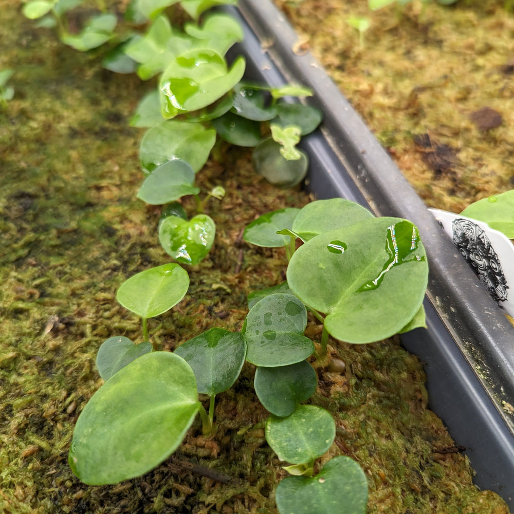 
                      
                        Anthurium regale (seedlings)
                      
                    