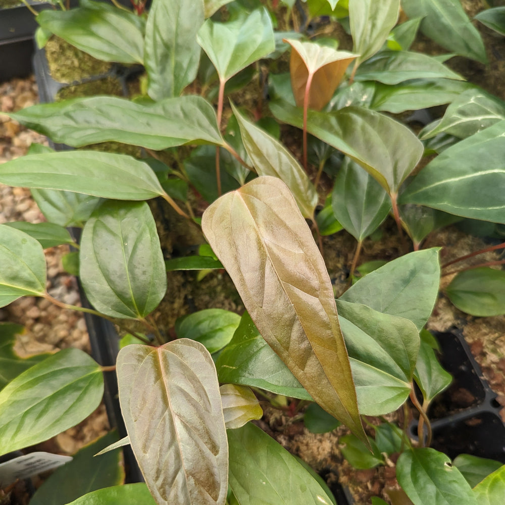 
                      
                        Anthurium acebeyae x papillilaminum (FSxRL), CAR-0365
                      
                    