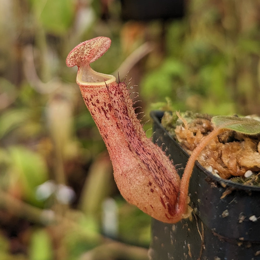 Nepenthes 