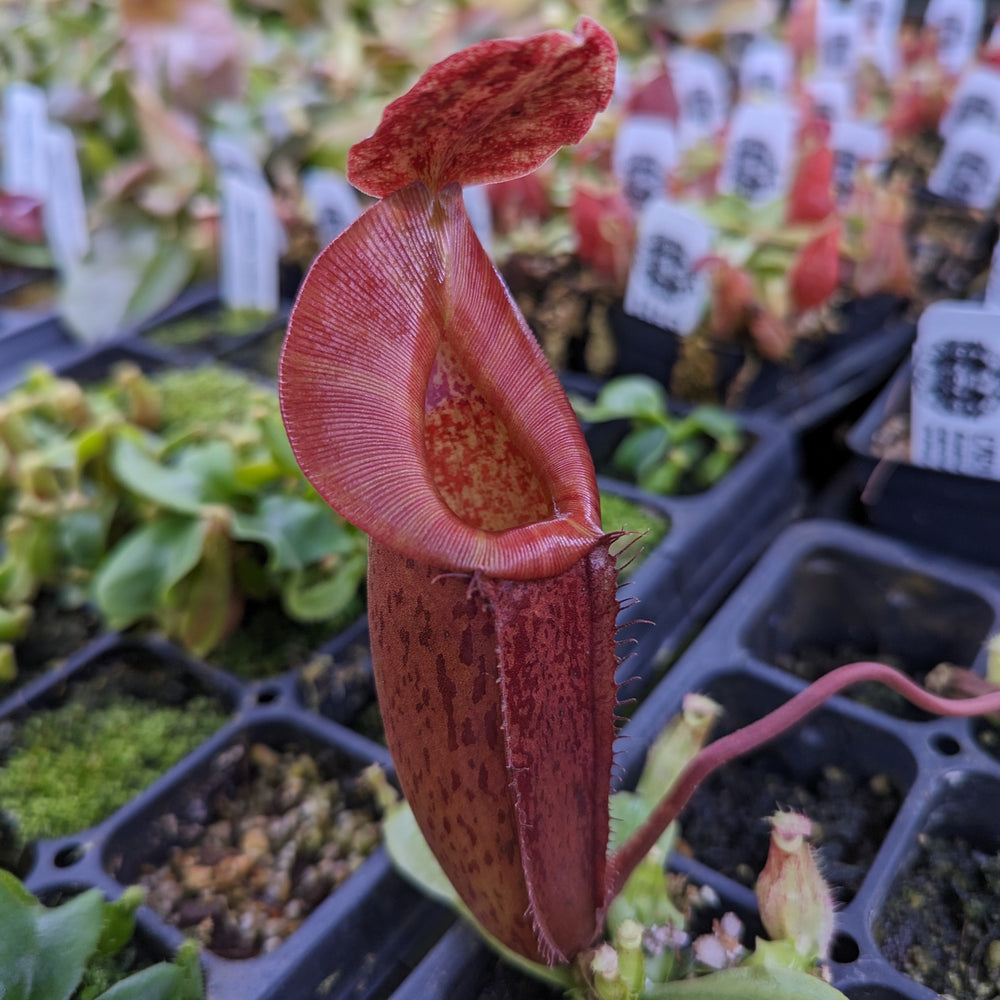 Nepenthes Song of Melancholy x (spathulata x jacquelineae) 