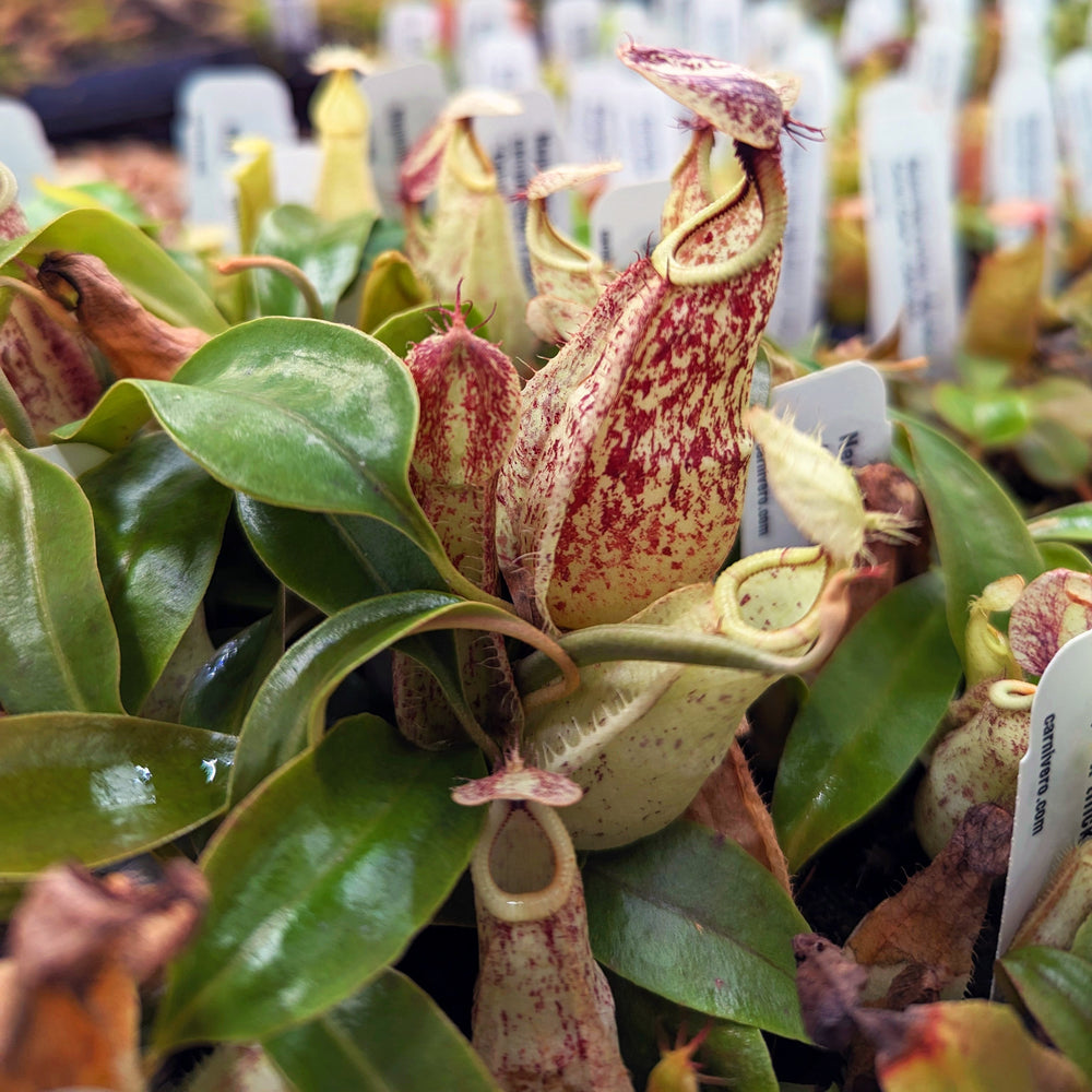 
                      
                        Nepenthes rafflesiana (JB x 'Thick Lip'), CAR-0368 Wholesale
                      
                    