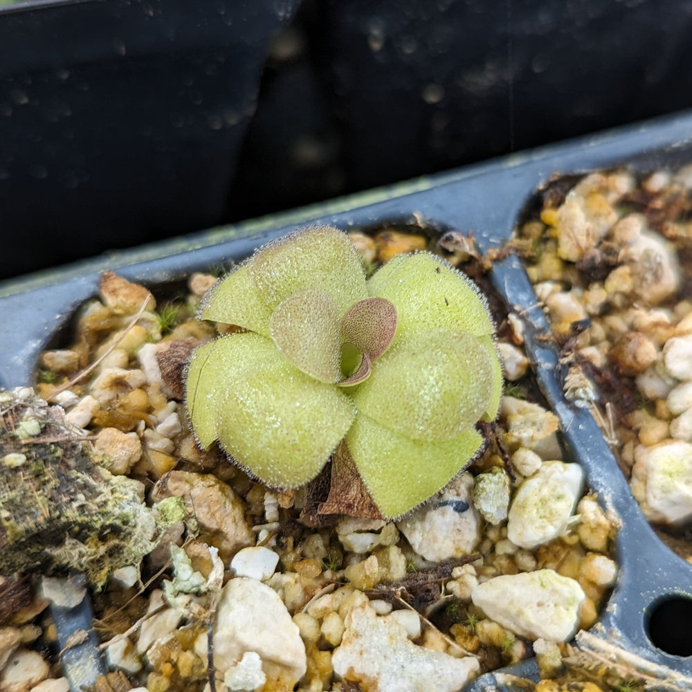 Pinguicula 'martinezii mexican butterwort, Butterwort, carnivorous plant, gnat eating plant, beginner plant, fungus gnat eating plant, easy to grow, ping, Mexican butterwort, ping plant.