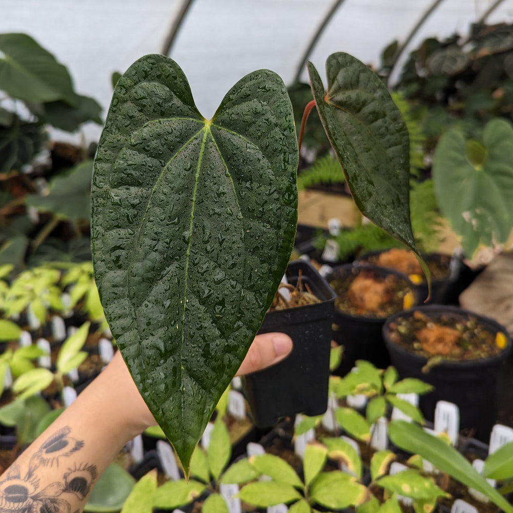 
                      
                        Anthurium Jungle Giant x luxurians
                      
                    