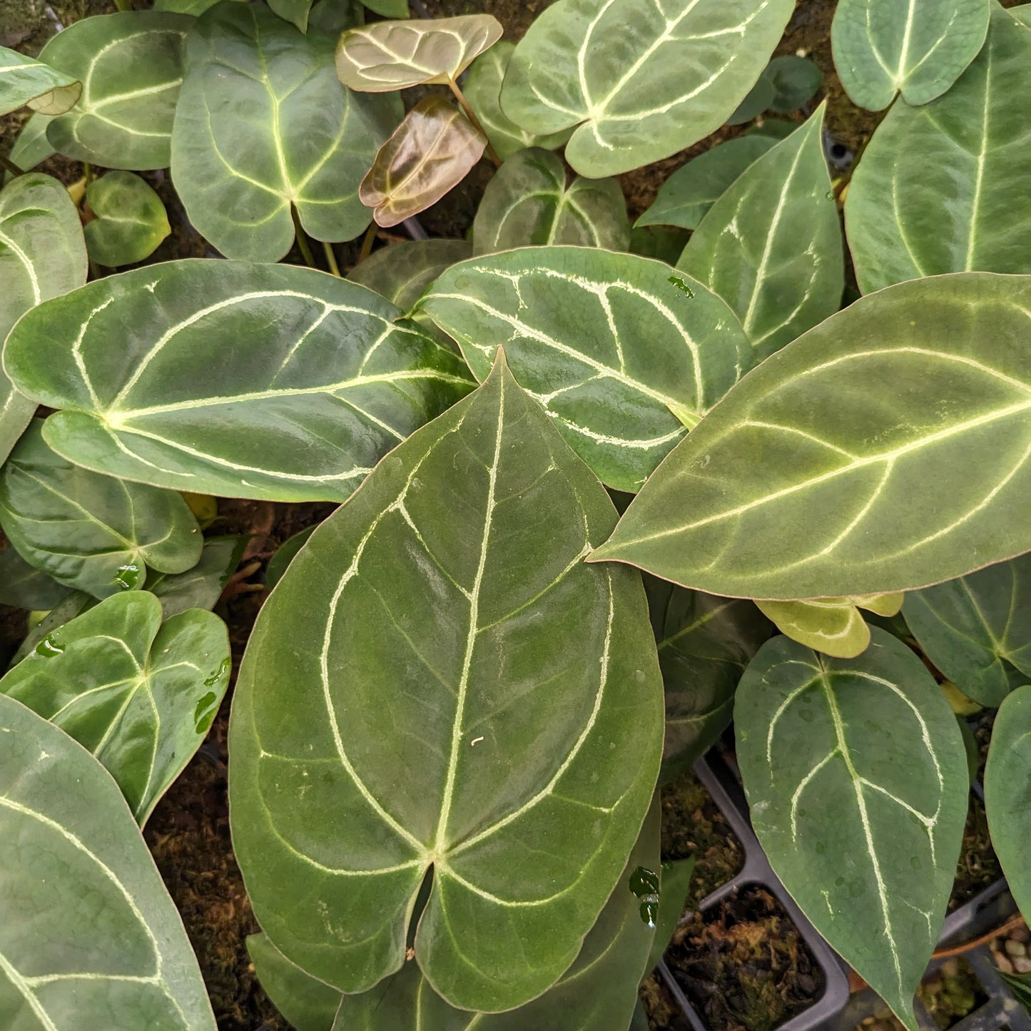 Anthurium crystallinum Dark x Indo Hoffmannii, CAR-0283