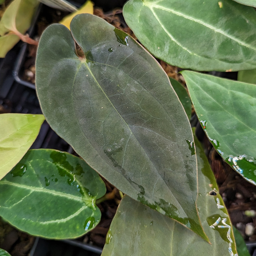 
                      
                        Anthurium Raven's Heart (Papillilaminum x Ace of Spades dark form), CAR-0333
                      
                    