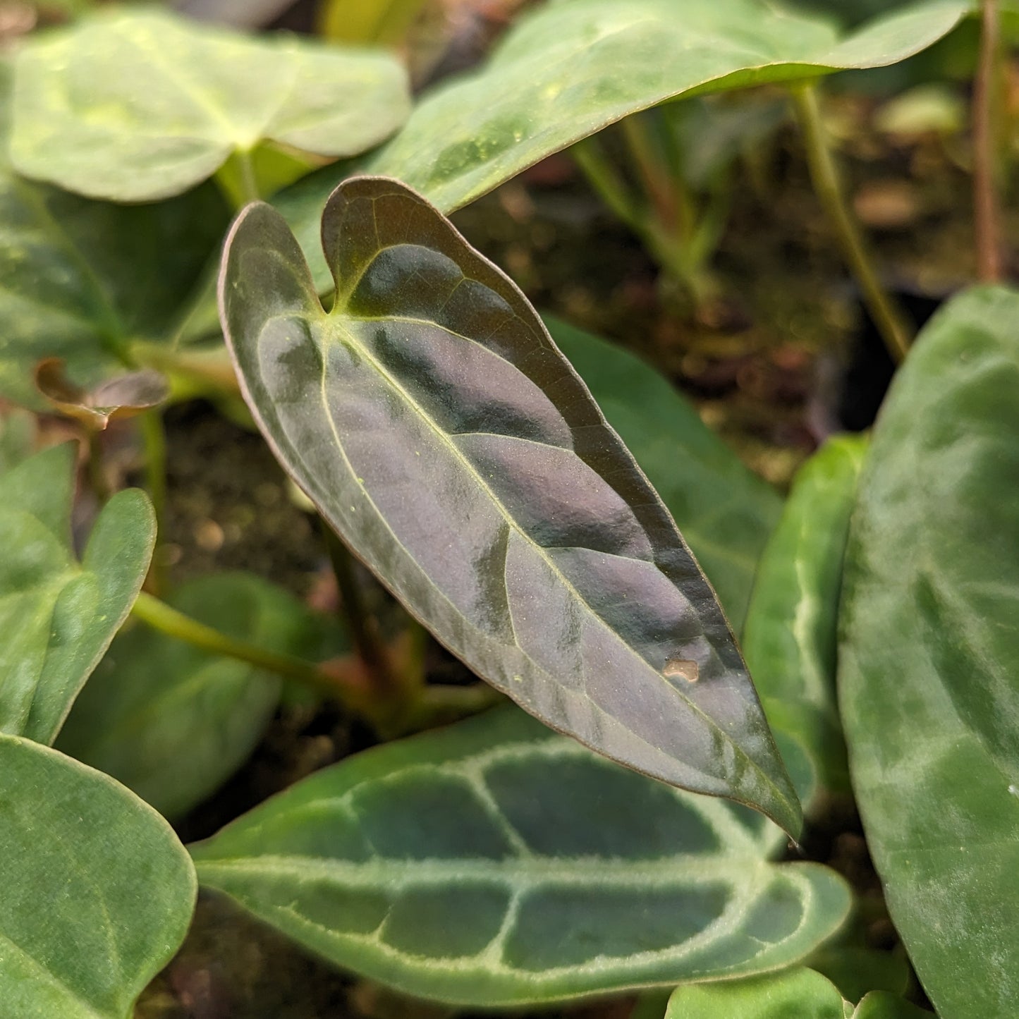 Anthurium crystallinum 'Dark' x (papillilaminum Long x Bullet), CAR-0341