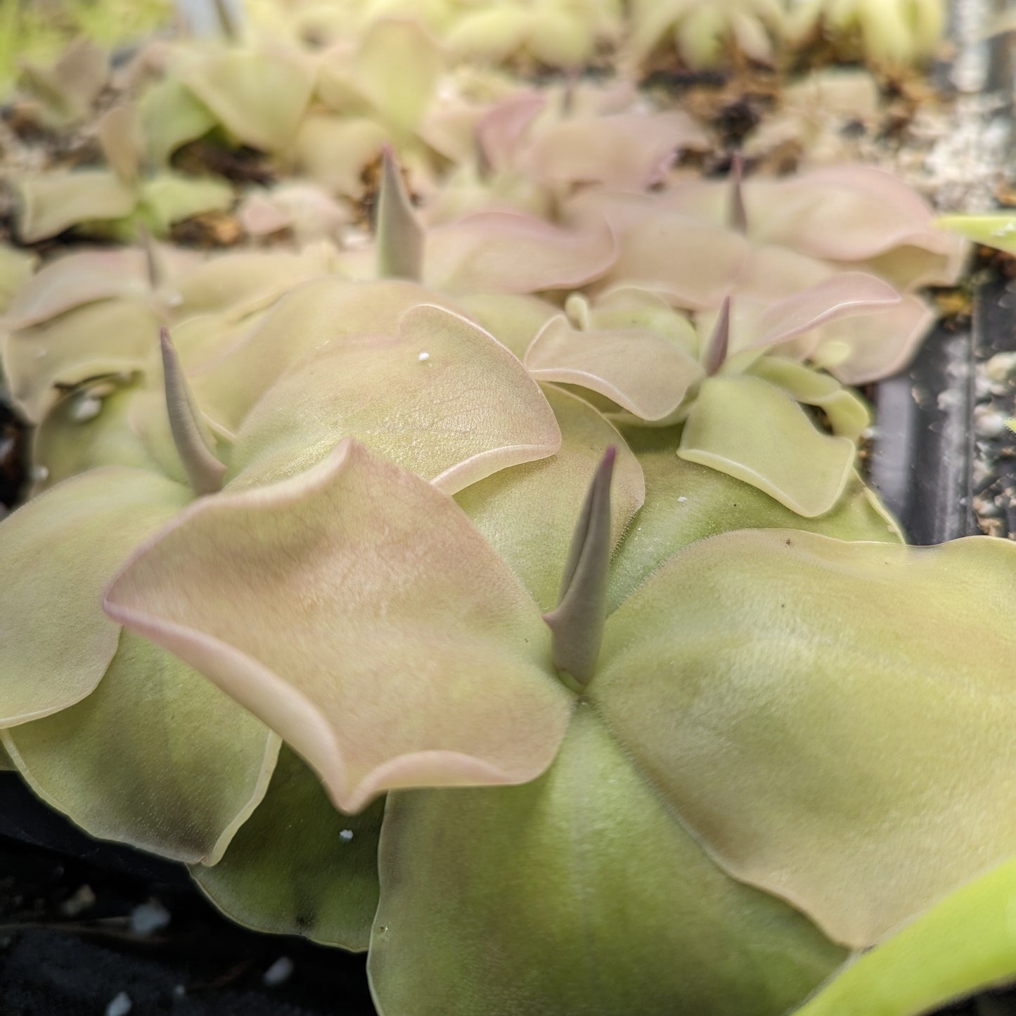 Pinguicula 'John Rizzi' mexican butterwort, Butterwort, carnivorous plant, gnat eating plant, beginner plant, fungus gnat eating plant, easy to grow, ping, Mexican butterwort, ping plant.