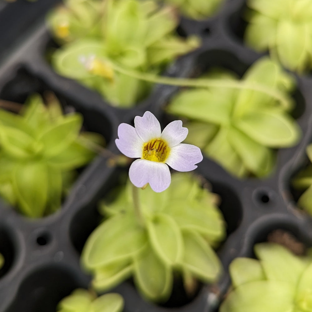 
                      
                        Pinguicula primuliflora, primrose butterwort, Southern butterwort mexican butterwort, Butterwort, carnivorous plant, gnat eating plant, beginner plant, fungus gnat eating plant, easy to grow, ping, Mexican butterwort, ping plant
                      
                    