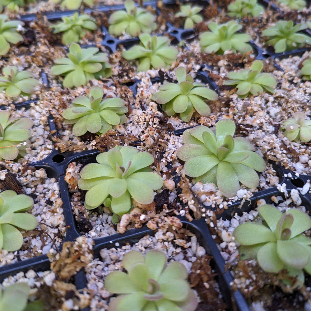 
                      
                        Pinguicula 'Johanna' Butterwort, pink, easy to grow, gnat eating plant, carnivorous plant, beginner friendly plant
                      
                    