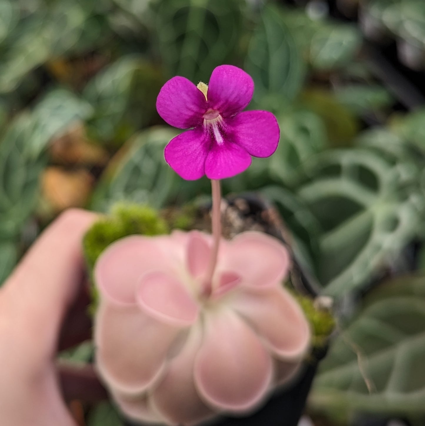 Pinguicula 'Weser' Butterwort