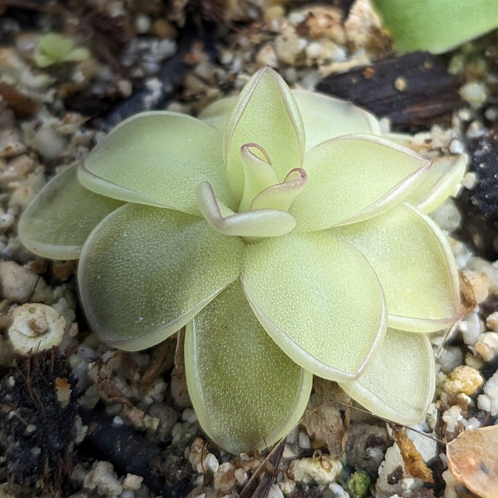 Pinguicula ibarrae butterwort, Butterwort, carnivorous plant, gnat eating plant, beginner plant, fungus gnat eating plant, easy to grow, ping, Mexican butterwort, ping plant.