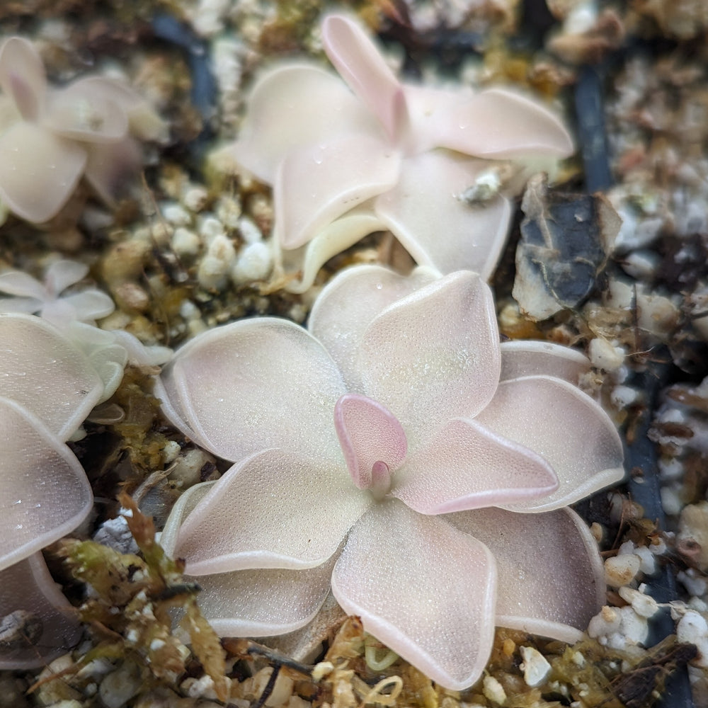 
                      
                        Pinguicula "pirouette' mexican butterwort, Butterwort, carnivorous plant, gnat eating plant, beginner plant, fungus gnat eating plant, easy to grow, ping, Mexican butterwort, ping plant
                      
                    