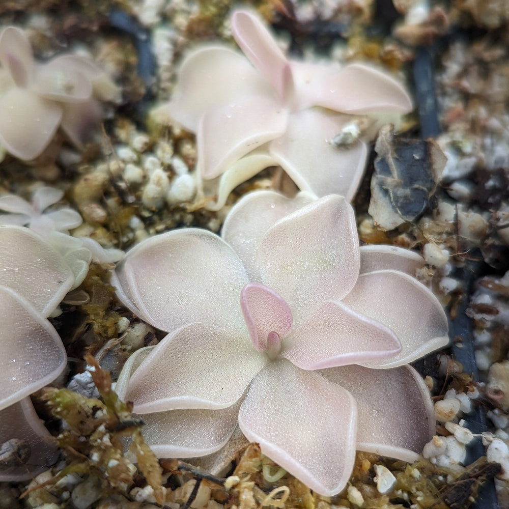 
                      
                        Pinguicula 'Pirouette' Butterwort Wholesale
                      
                    