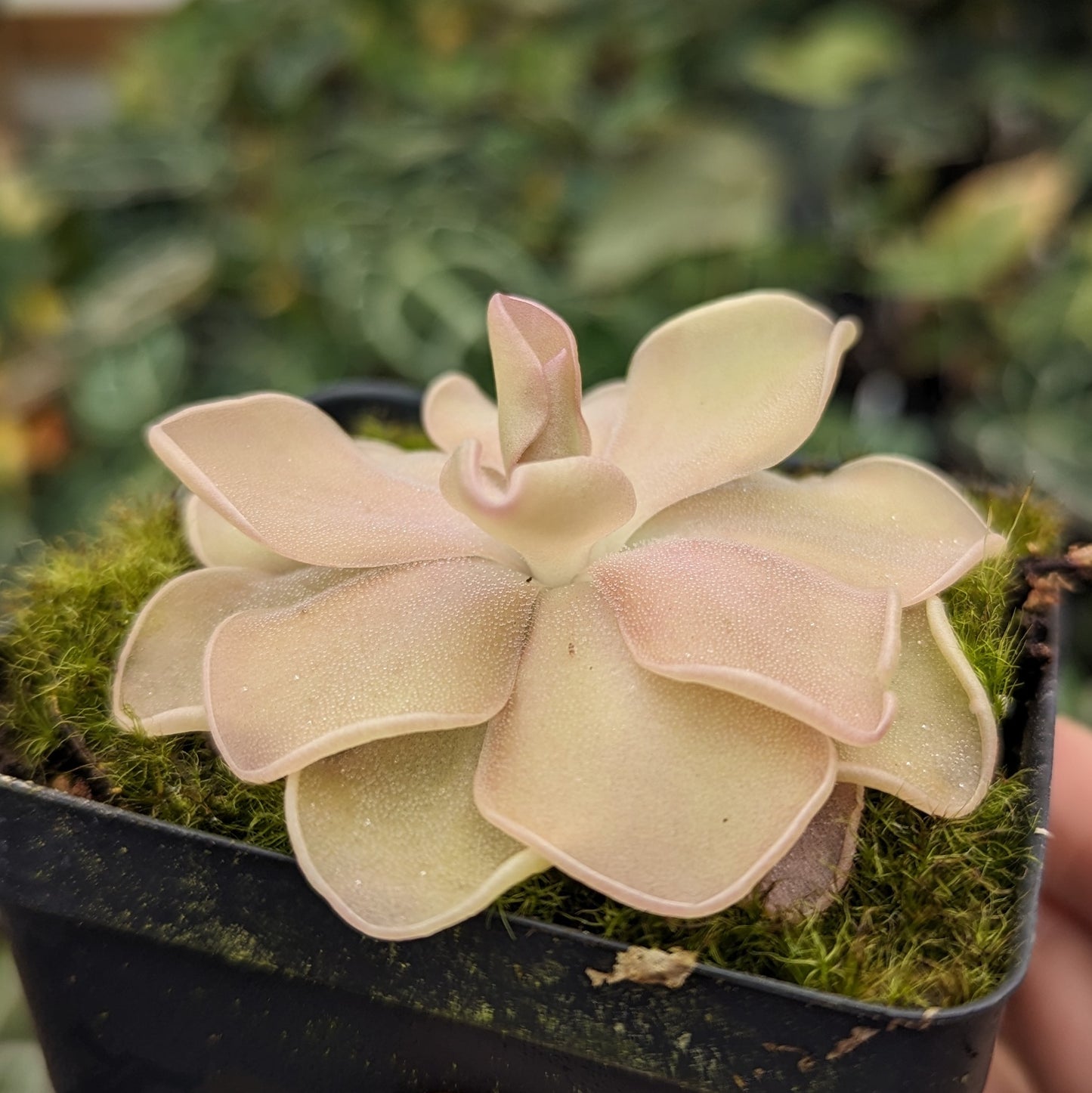 Pinguicula "pirouette' mexican butterwort, Butterwort, carnivorous plant, gnat eating plant, beginner plant, fungus gnat eating plant, easy to grow, ping, Mexican butterwort, ping plant