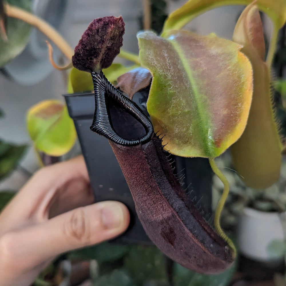 
                      
                        Nepenthes naga x truncata (C), CAR-0178
                      
                    