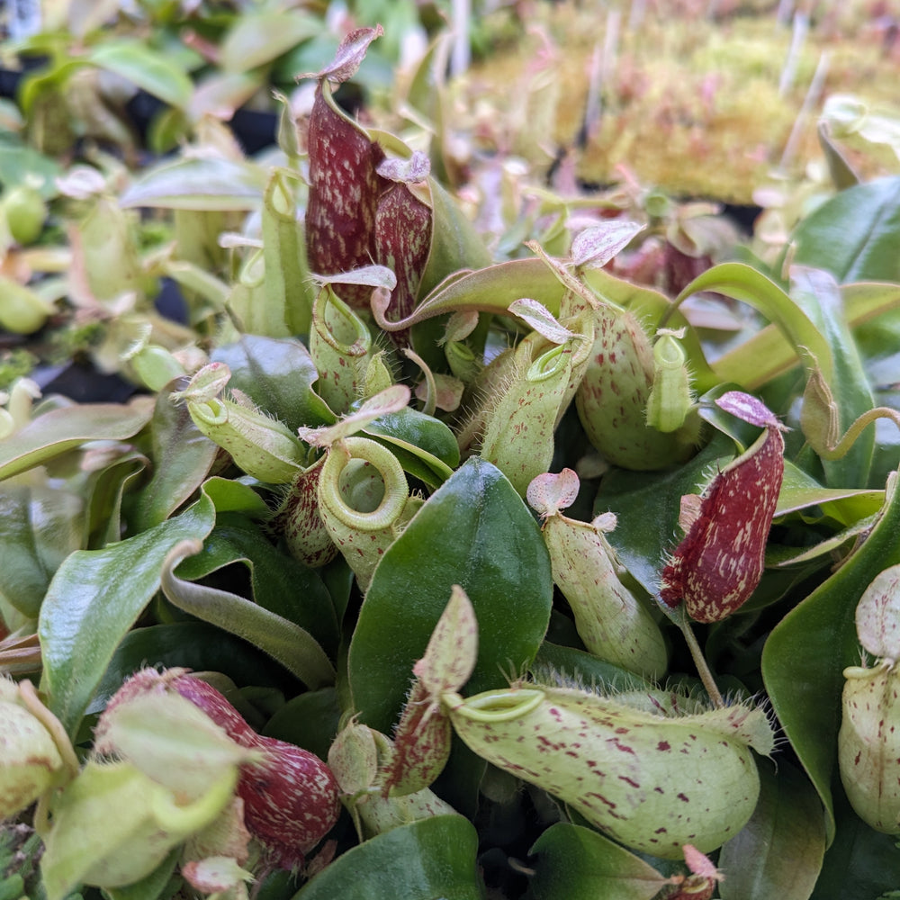 
                      
                        Nepenthes rafflesiana x ampullaria 'Black Miracle', CAR-0121, pitcher plant, carnivorous plant, collectors plant, large pitchers, rare plants 
                      
                    