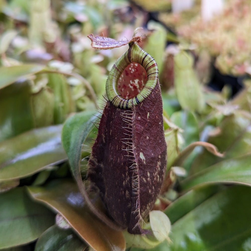 
                      
                        Nepenthes rafflesiana x ampullaria 'Black Miracle', CAR-0121, pitcher plant, carnivorous plant, collectors plant, large pitchers, rare plants 
                      
                    