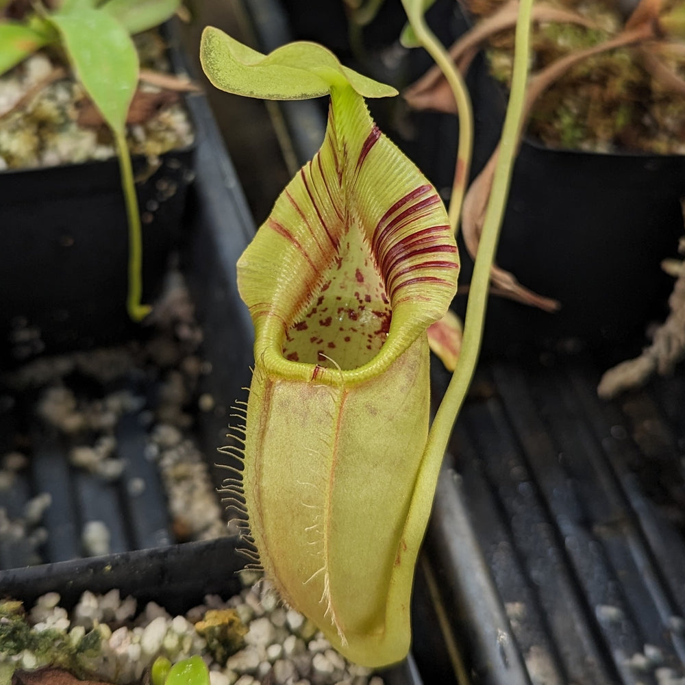 
                      
                        Nepenthes ovata, BE-4084
                      
                    