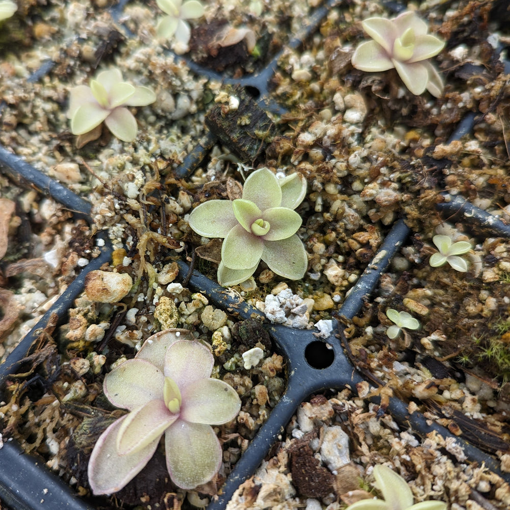 
                      
                        Pinguicula 'Razzberry Blonde' mexican butterwort, Butterwort, carnivorous plant, gnat eating plant, beginner plant, fungus gnat eating plant, easy to grow, ping, Mexican butterwort, ping plant
                      
                    